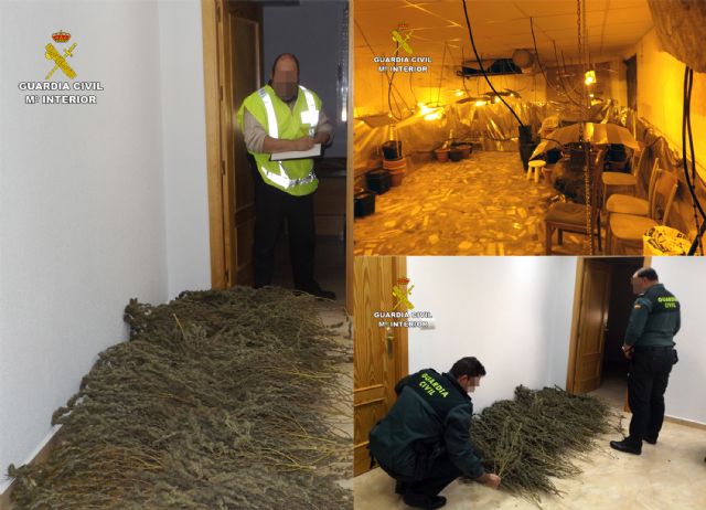 La Guardia Civil sorprende a un grupo delictivo sustrayendo una plantación de marihuana en una vivienda de Murcia - 4, Foto 4