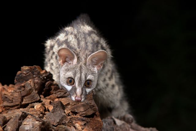 El Proyecto ENCEBRA, una apuesta por el estudio y conservación de los mamíferos en el sureste ibérico - 2, Foto 2