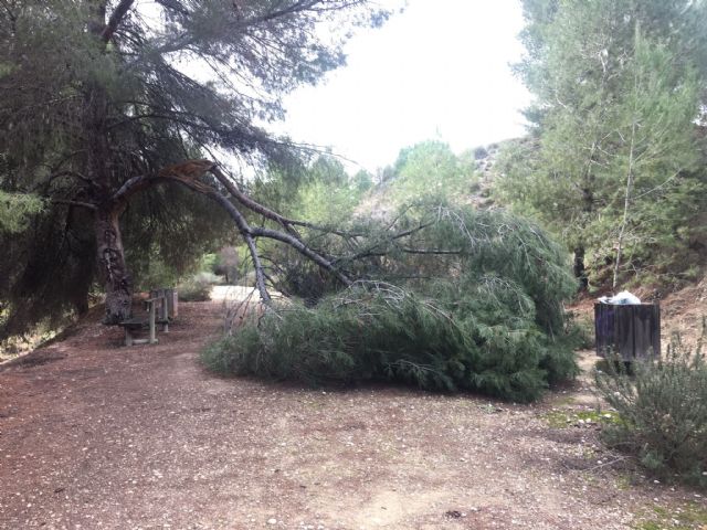 Pulmones verdes de Las Torres de Cotillas - 2, Foto 2