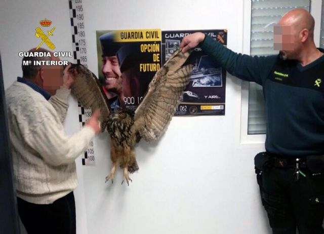La Guardia Civil recupera un búho real herido por una descarga eléctrica - 1, Foto 1