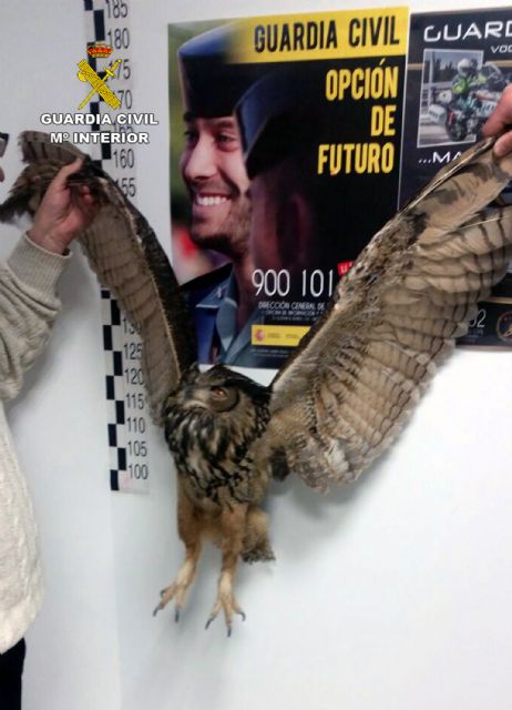 La Guardia Civil recupera un búho real herido por una descarga eléctrica - 3, Foto 3