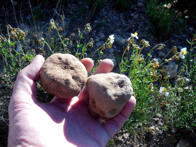 IU-Verdes Lorca pide que el Ayuntamiento lidere un proyecto de I+D+i sobre la trufa del desierto - 1, Foto 1