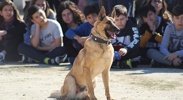 Exhibición canina de animales que trabajan para contribuir a la recuperación psicológica de víctimas de violencia de género, Foto 1
