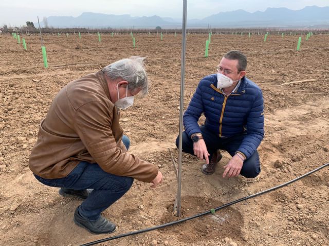 La Comunidad estudia la implantación del pistacho como un cultivo alternativo en la comarca del Altiplano - 1, Foto 1