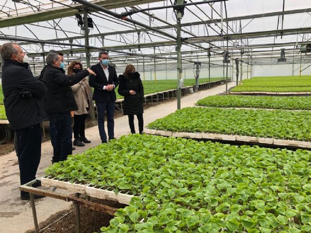 La Comunidad pone en valor el uso de plantas injertadas para hacer frente a las plagas y enfermedades del suelo - 1, Foto 1