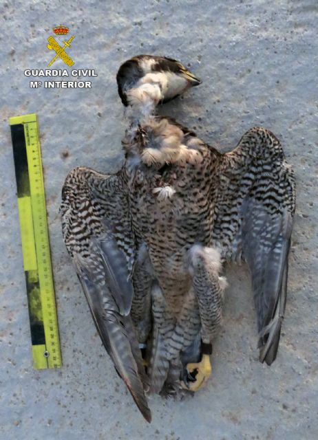 La Guardia Civil investiga a una persona por la muerte de un halcón peregrino en Librilla - 1, Foto 1
