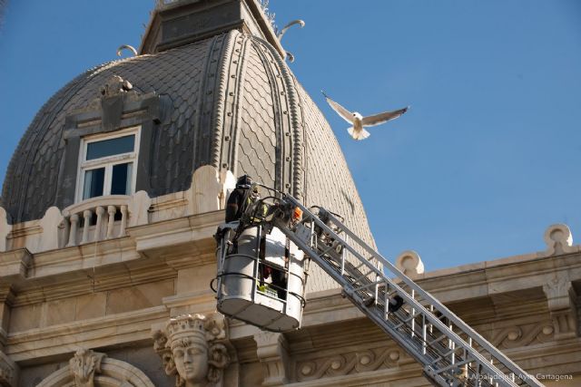 La constancia en las campañas de control gaviotas pone freno a su proliferación en Cartagena - 1, Foto 1