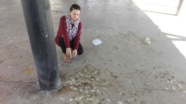 Cs reclama al Gobierno local medidas disuasorias para combatir la plaga de palomas en la pérgola de San Basilio - 2, Foto 2