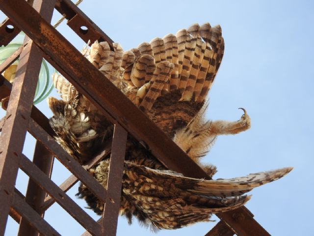 Un Juzgado de Jumilla rechaza archivar la causa de la muerte de varias aves en un tendido eléctrico - 1, Foto 1