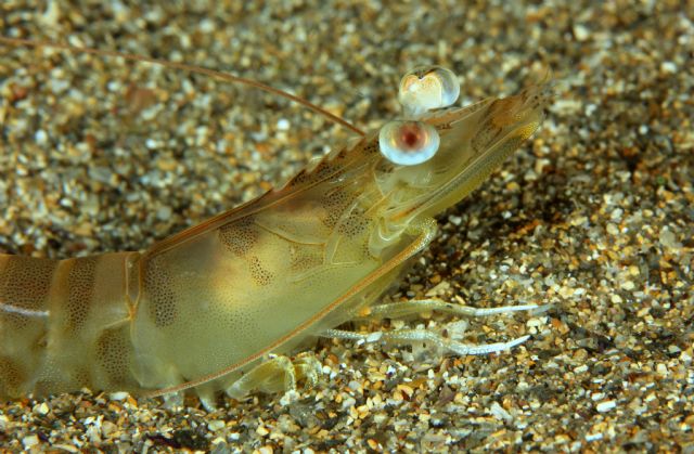 La UMU lidera un proyecto pionero para el cultivo del langostino mediterráneo en el Mar Menor - 2, Foto 2