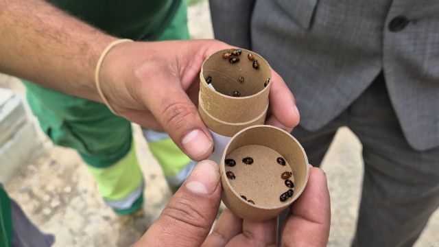 Más de 3.000 mariquitas refuerzan el control biológico de plagas en los Huertos de Ocio de Murcia - 2, Foto 2