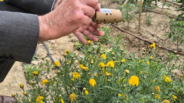 Más de 3.000 mariquitas refuerzan el control biológico de plagas en los Huertos de Ocio de Murcia - 3, Foto 3