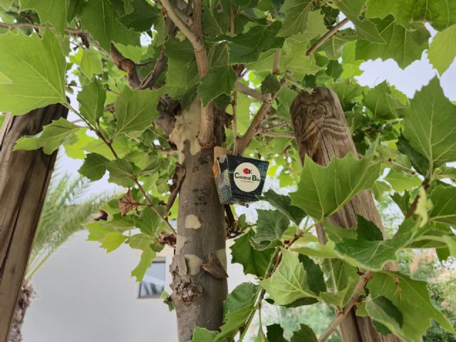 Más de 3.000 mariquitas refuerzan el control biológico de plagas en los Huertos de Ocio de Murcia - 4, Foto 4