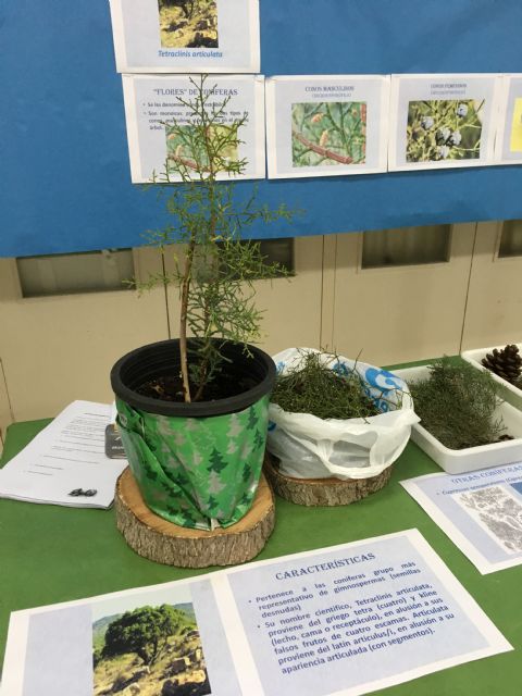 Presentación del libro 'Tetraclinis articulata: biogeografía, ecología, amenazas y conservación' - 1, Foto 1