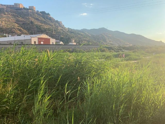El PP denuncia que el abandono del mantenimiento del municipio provoca inseguridad en caminos, ramblas vertedero y plagas de insectos - 2, Foto 2
