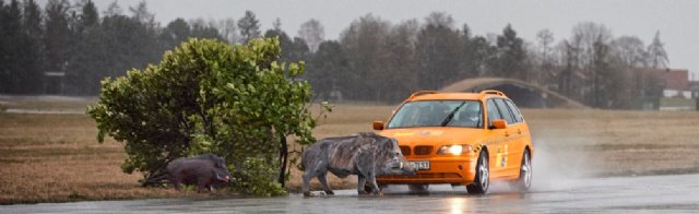 El RACE alerta del peligro del atropello de animales con un informe y un vídeo de un impacto a 80 Km/h - 1, Foto 1