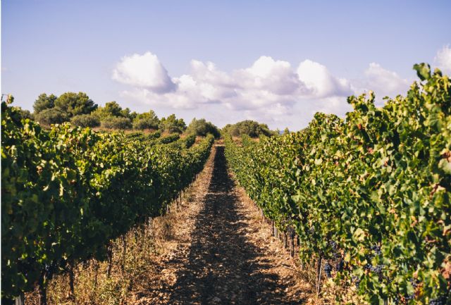 La D.O. Cava aprueba limitar la producción para contribuir a reequilibrar el mercado - 1, Foto 1