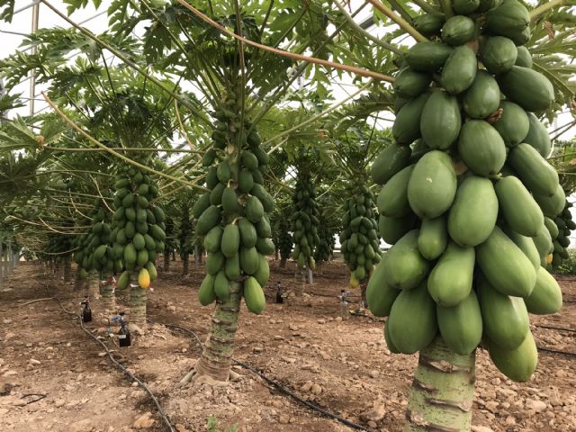 Las frutas exóticas que llegan: grandes perspectivas de mercado aunque con exigencias previas que atender - 1, Foto 1