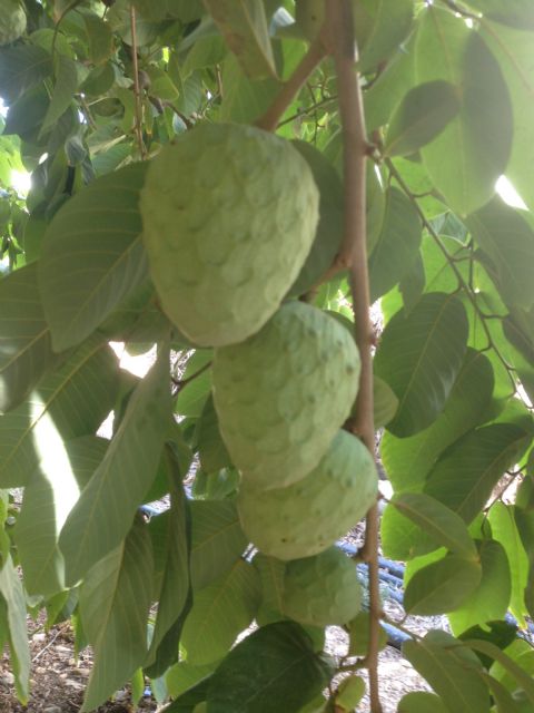 Las frutas exóticas que llegan: grandes perspectivas de mercado aunque con exigencias previas que atender - 2, Foto 2