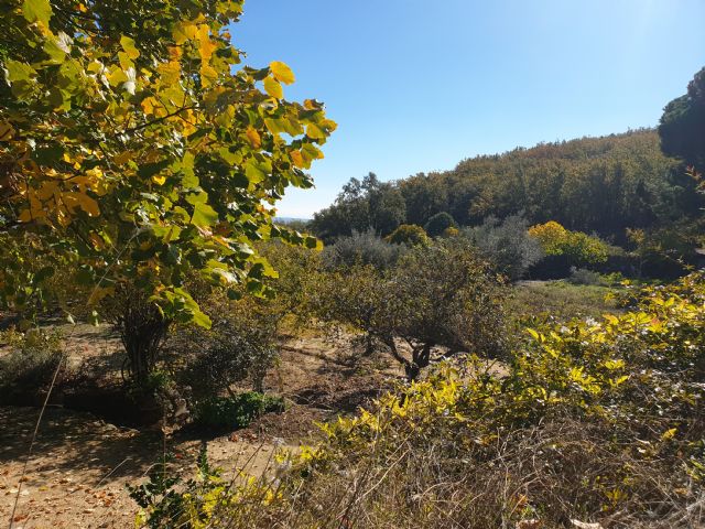 Ingeniería forestal: clave en la defensa del medio ambiente y la lucha contra el cambio climático - 2, Foto 2
