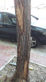 Ahora Murcia denuncia los daños causados a árboles durante obras en las aceras - 1, Foto 1