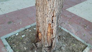 Ahora Murcia denuncia los daños causados a árboles durante obras en las aceras - 2, Foto 2