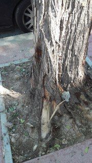 Ahora Murcia denuncia los daños causados a árboles durante obras en las aceras - 3, Foto 3