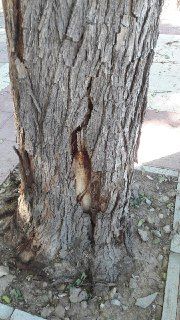 Ahora Murcia denuncia los daños causados a árboles durante obras en las aceras - 4, Foto 4