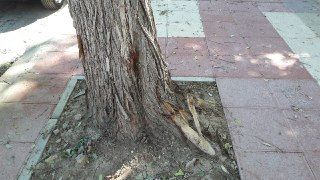 Ahora Murcia denuncia los daños causados a árboles durante obras en las aceras - 5, Foto 5