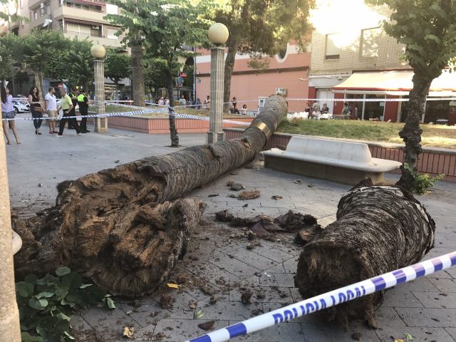 Se derrumba una palmera de 10 metros en Alcantarilla - 1, Foto 1
