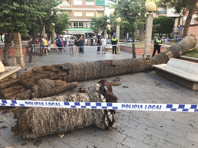 Se derrumba una palmera de 10 metros en Alcantarilla - 2, Foto 2