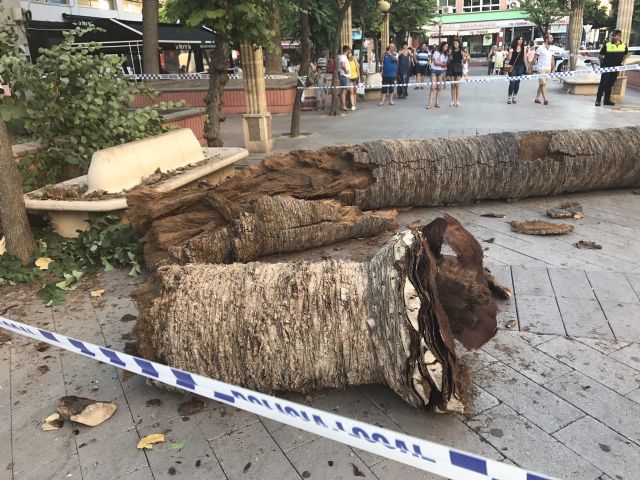 Se derrumba una palmera de 10 metros en Alcantarilla - 3, Foto 3