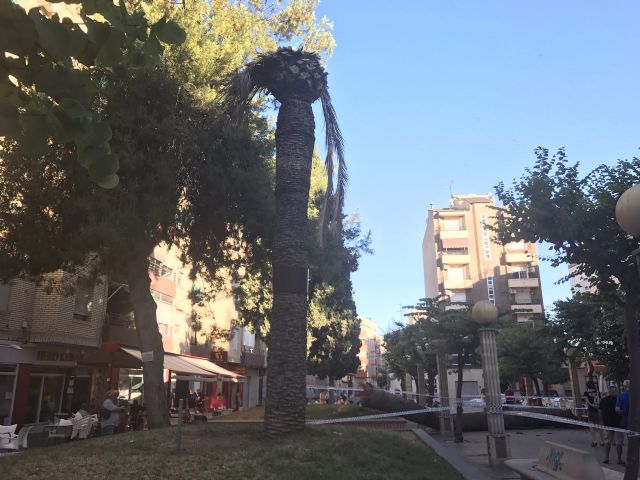 Se derrumba una palmera de 10 metros en Alcantarilla - 4, Foto 4