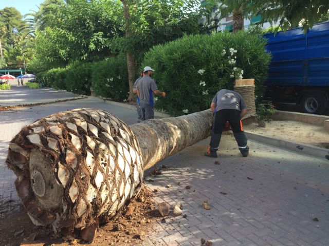 Comienzan los trabajos de reposición de las palmeras del Paseo afectadas por picudo - 1, Foto 1