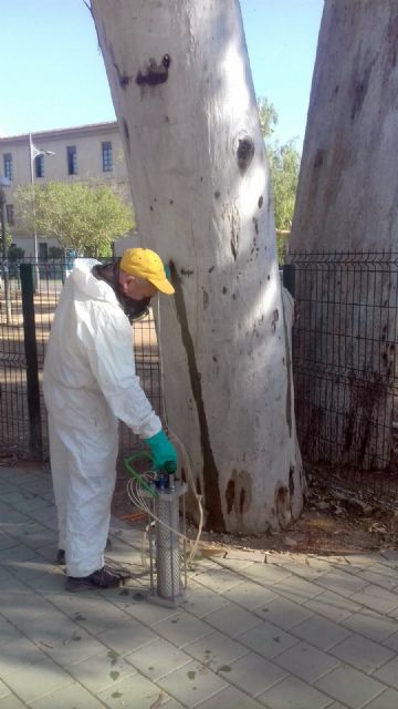 El Ayuntamiento de Murcia trata 250 grandes eucaliptos con un  innovador método para evitar caídas de ramas y garantizar la seguridad - 1, Foto 1