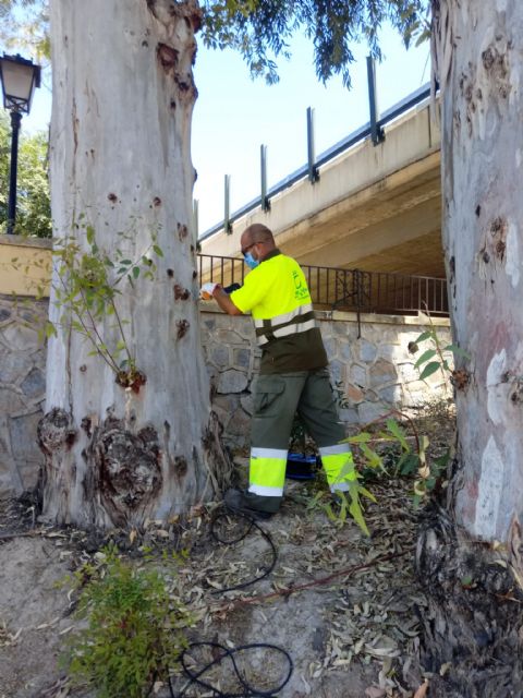 El Ayuntamiento de Murcia trata 250 grandes eucaliptos con un  innovador método para evitar caídas de ramas y garantizar la seguridad - 2, Foto 2