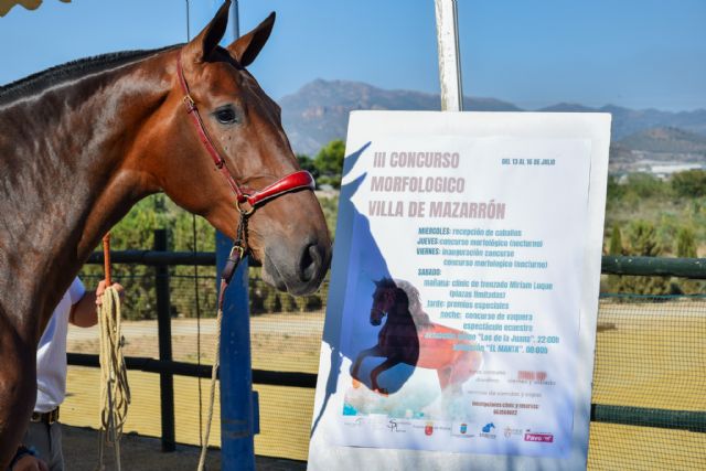 El caballo volver a ser protagonista del 13 al 16 de julio en el III concurso morfolgico 