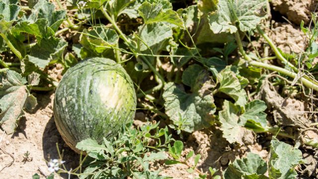 El Gobierno regional defiende una sanidad vegetal basada en criterios científicos para garantizar el futuro del cultivo del melón - 2, Foto 2