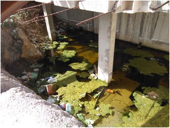 El PSOE exige al PP que dé una solución definitiva tras siete años al solar convertido en una infesta ciénaga de la calle Portijico - 2, Foto 2