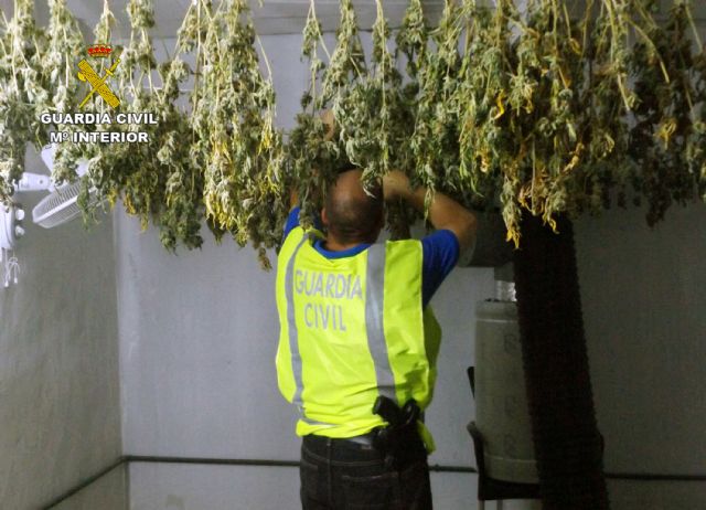 La Guardia Civil desmantela un invernadero clandestino de marihuana en una nave del polígono industrial Oeste de Alcantarilla - 4, Foto 4