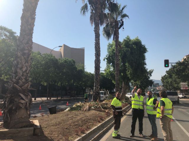 Parques y Jardines poda más de 20.000 palmeras para garantizar la seguridad de los vecinos - 1, Foto 1
