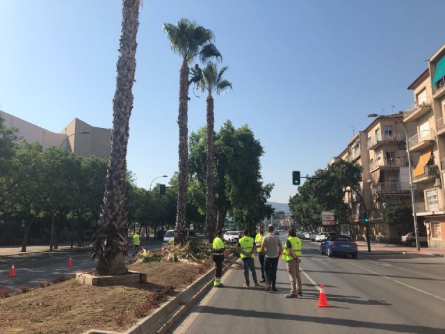 Parques y Jardines poda más de 20.000 palmeras para garantizar la seguridad de los vecinos - 2, Foto 2