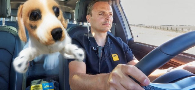 Los animales sueltos, grave peligro para la seguridad de los desplazamientos - 1, Foto 1