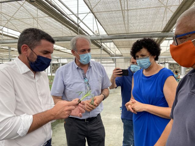 El 70 por ciento de las flores de Pascua que se comercializan en España salen de Puerto Lumbreras - 1, Foto 1