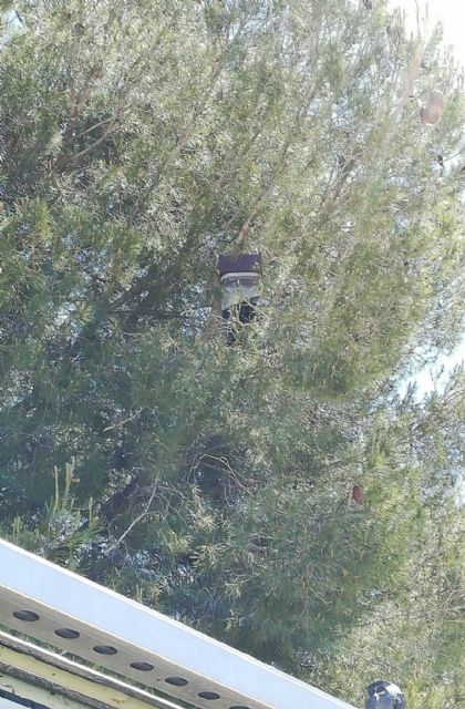 Control biológico de la procesionaria del pino - 1, Foto 1