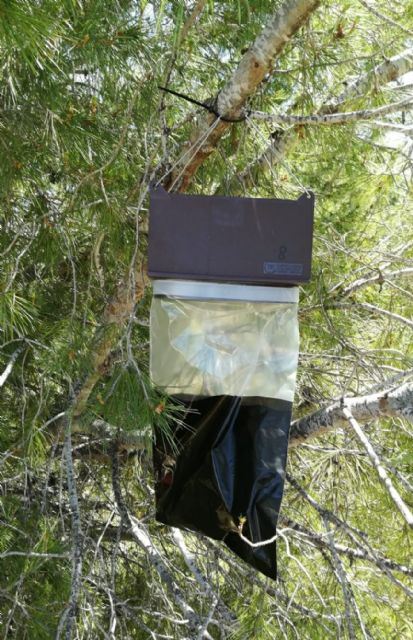 Control biológico de la procesionaria del pino - 2, Foto 2