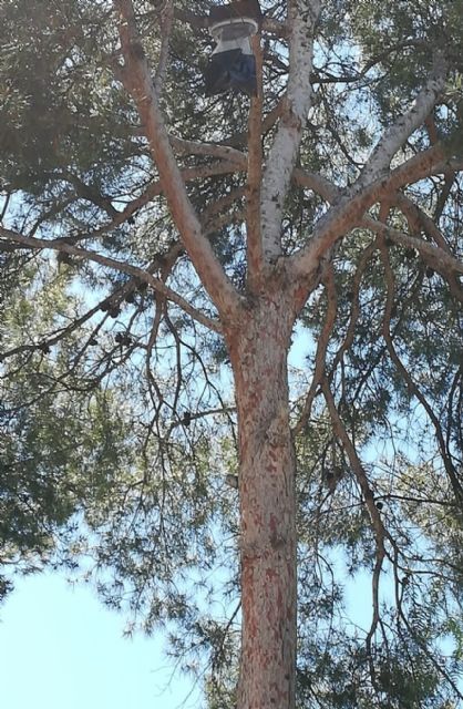 Control biológico de la procesionaria del pino - 3, Foto 3