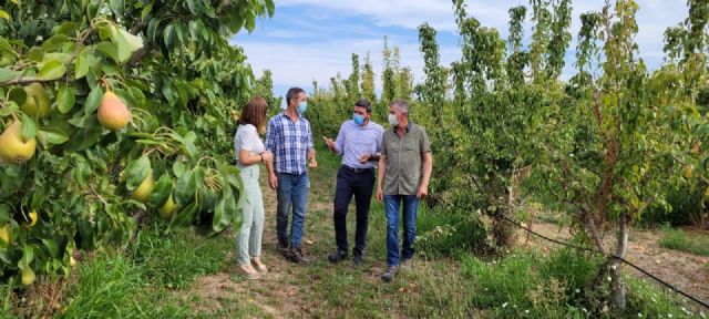 La Región de Murcia se consolida como la principal productora de Europa de pera Ercolini con Denominación de Origen Protegida - 1, Foto 1