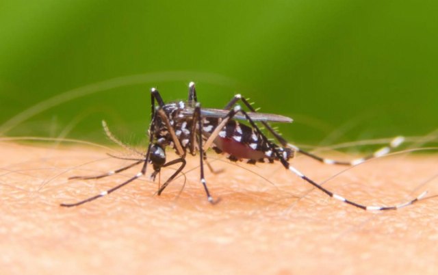 Recomiendan evitar acúmulos de agua para impedir focos de cría del mosquito tigre, Foto 1