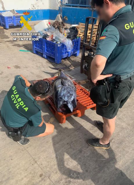 La Guardia Civil detecta a dos pescadores furtivos con un atún rojo en El Gorguel - 2, Foto 2
